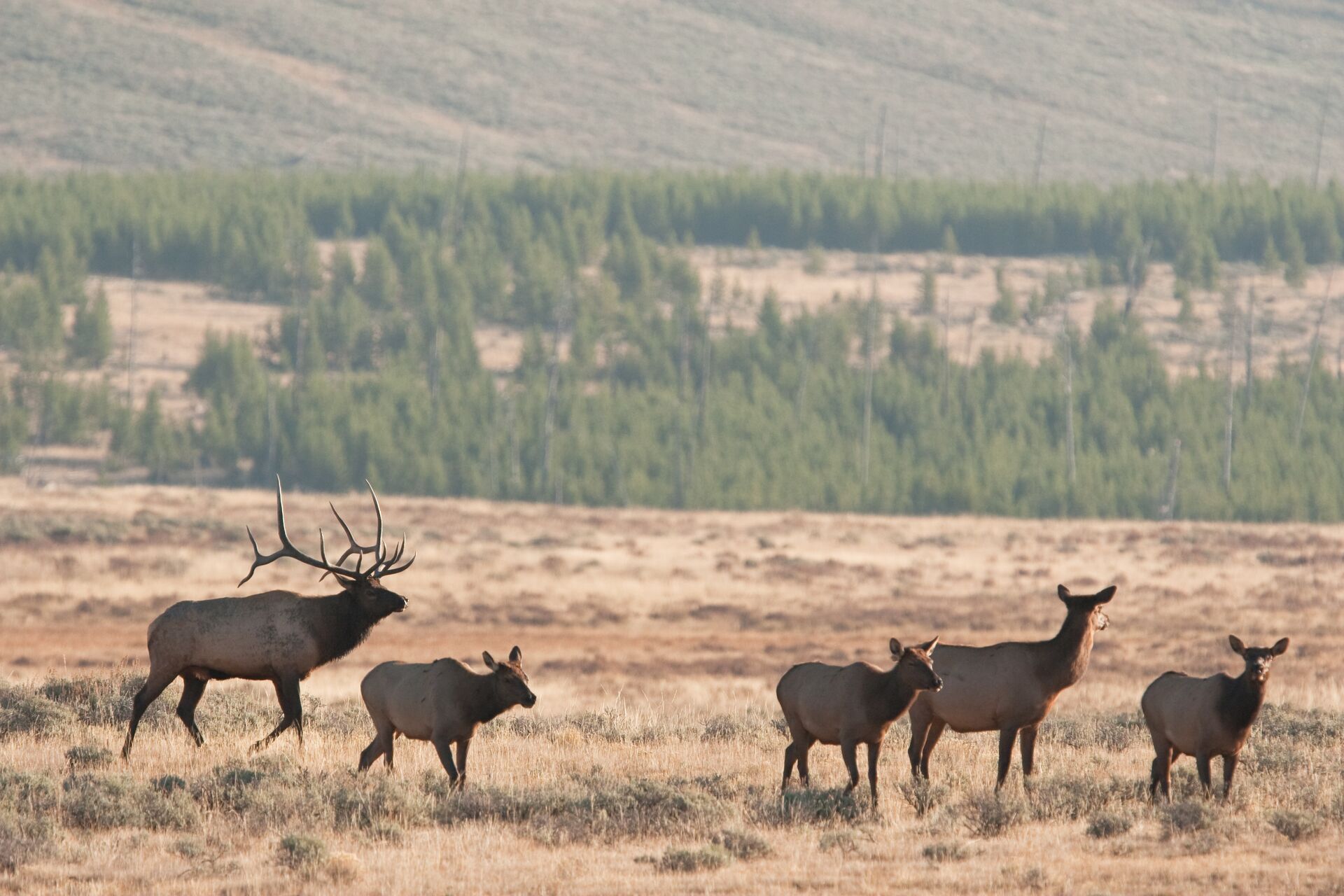 Herd of elk in open field.