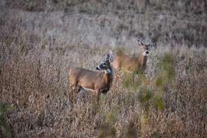 Two deer in the distance, hunting for population control concept.