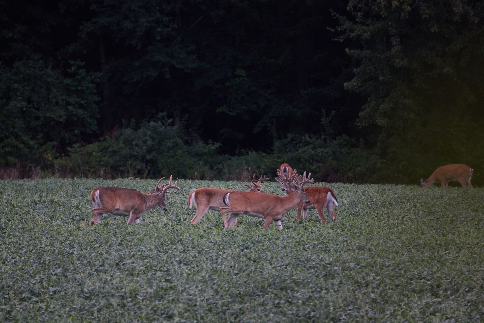 Several deer in a field, managing wildlife populations concept. 