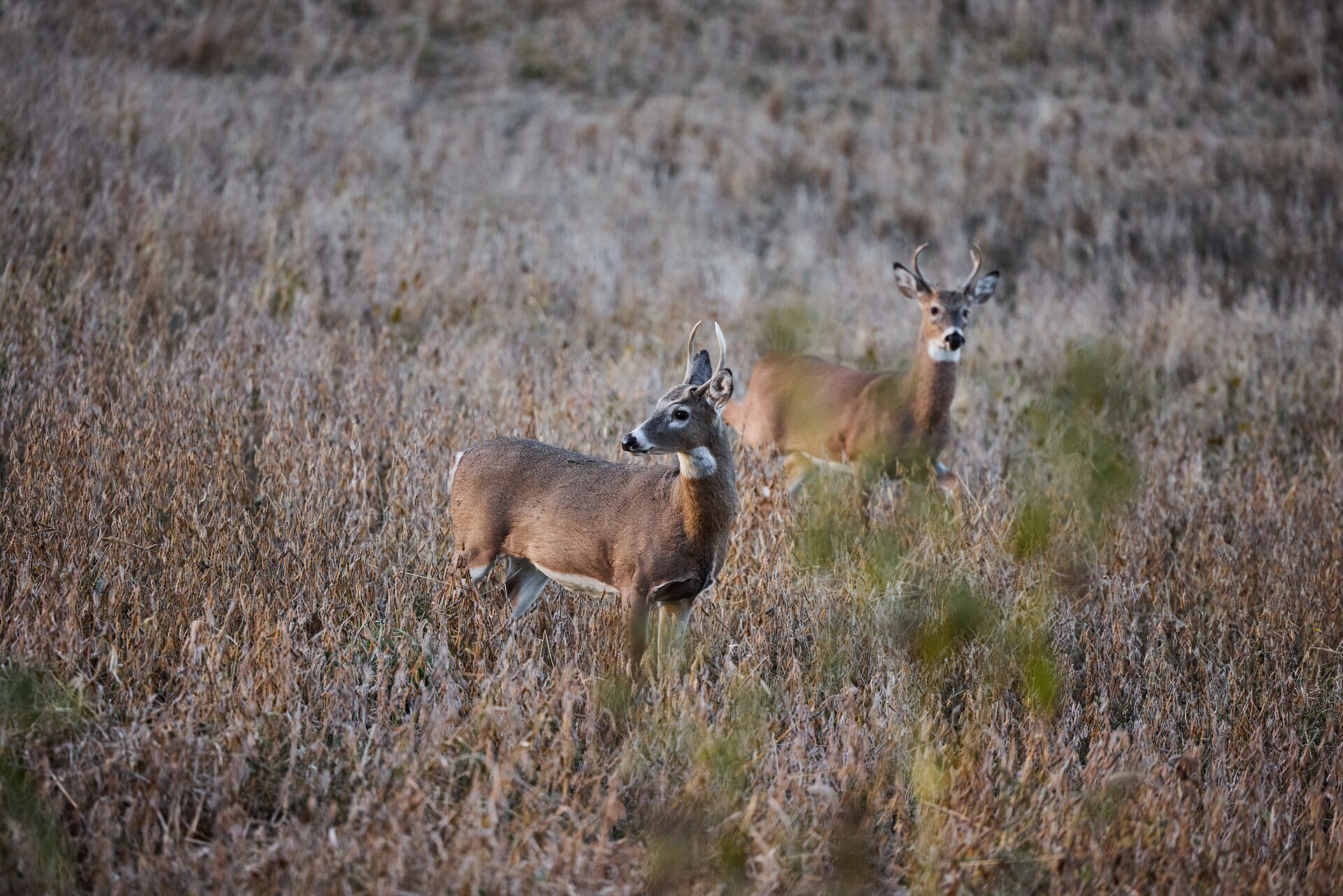 Two deer in the distance, hunting for population control concept. 